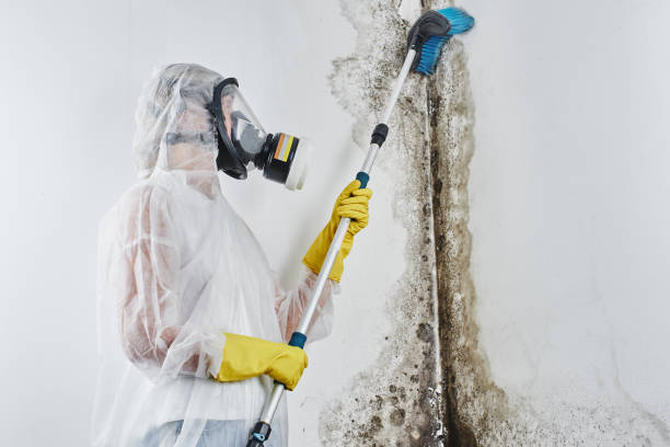 Best Attic Mold Removal  in West St Paul, MN
