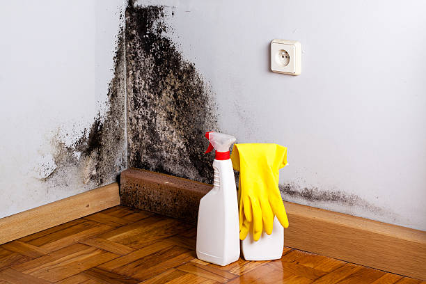 Best Mold Cleaning Services  in West St Paul, MN