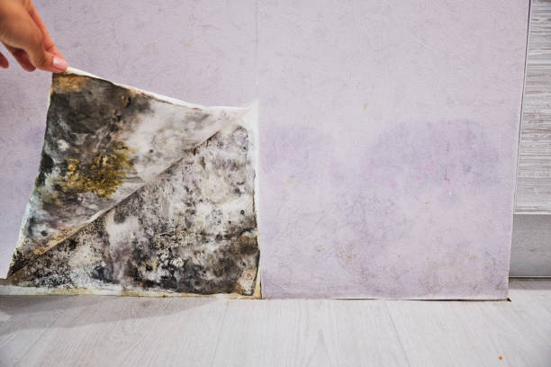 Best Mold Testing  in West St Paul, MN